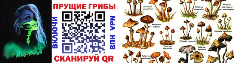 закладка  Жуков  Псилоцибиновые грибы Psilocybe 